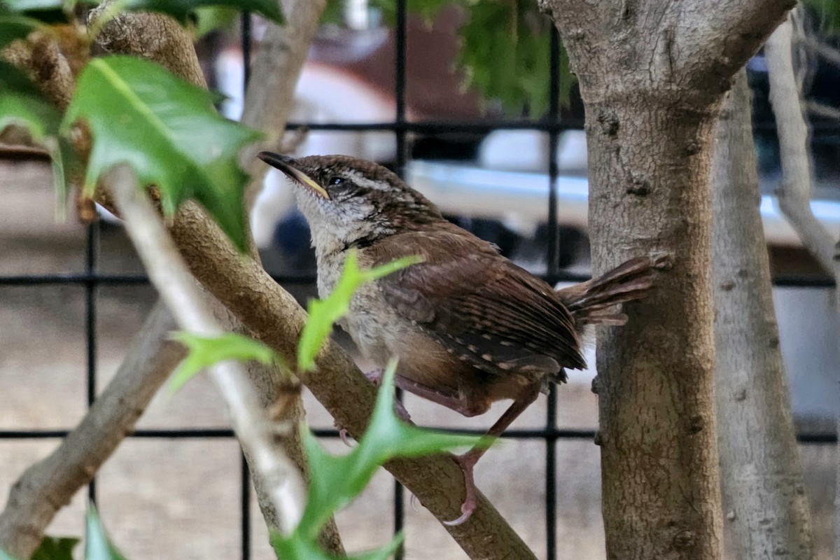 Carolina Wren - ML620551225