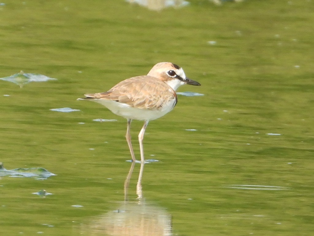 Collared Plover - ML620551246