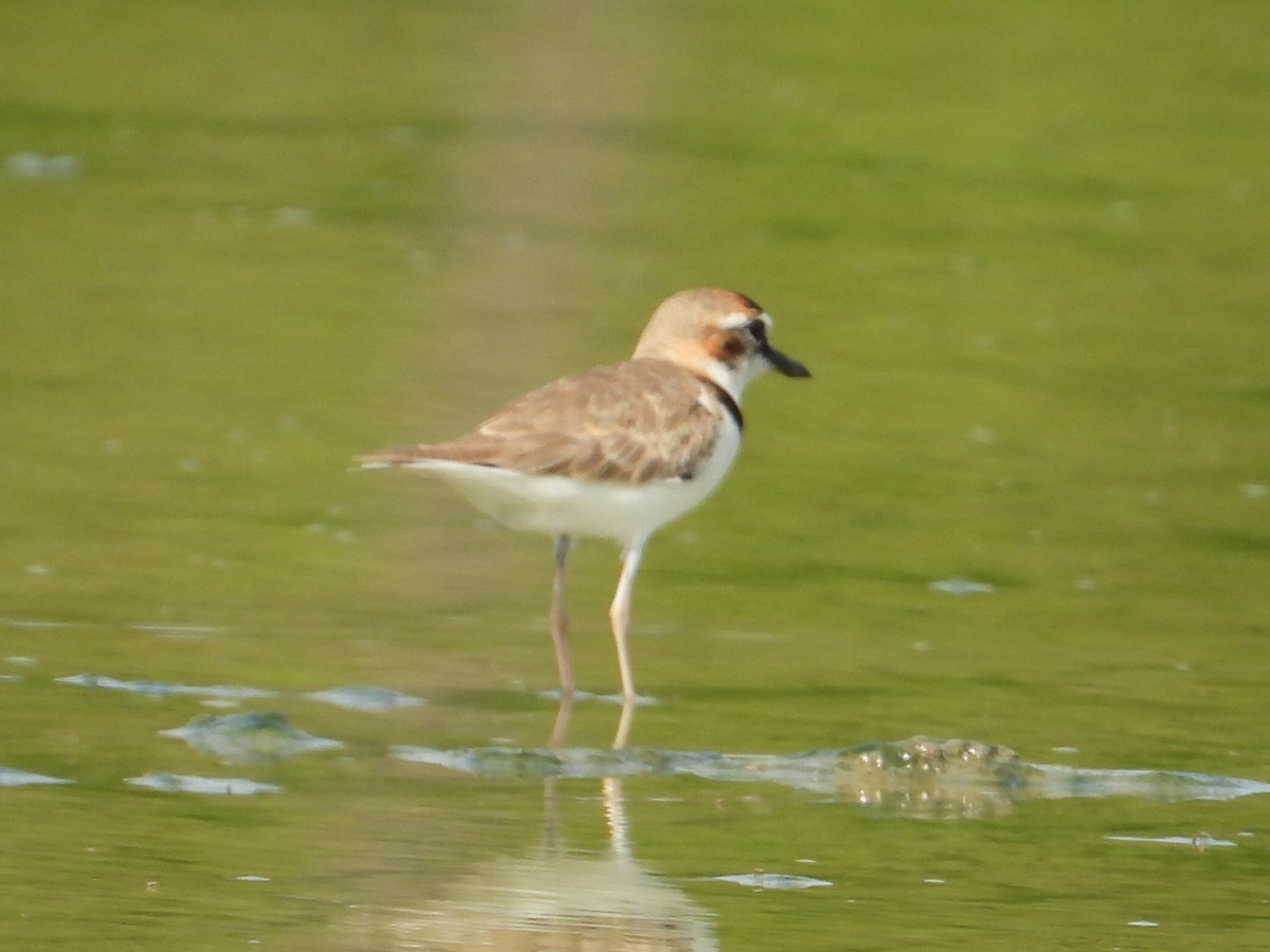 Collared Plover - ML620551247