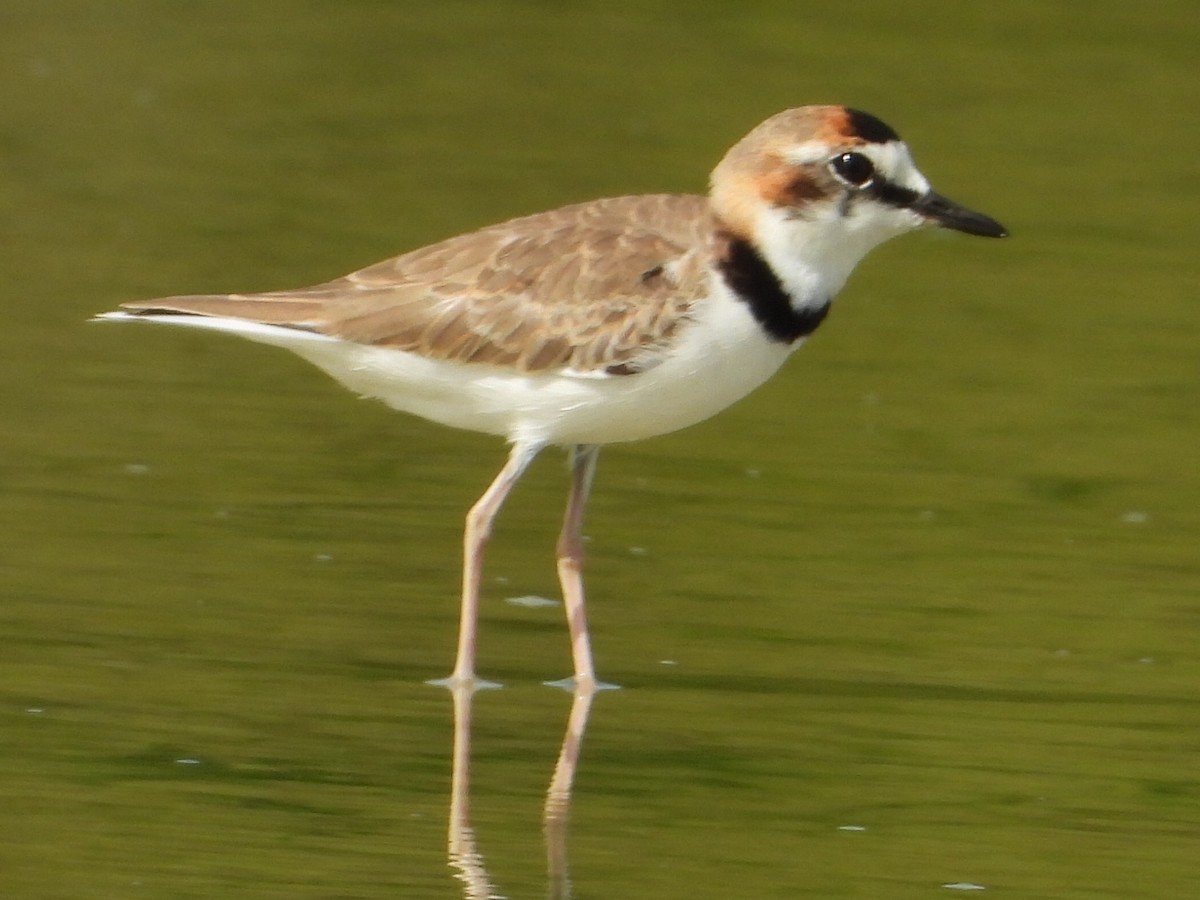 Collared Plover - ML620551248