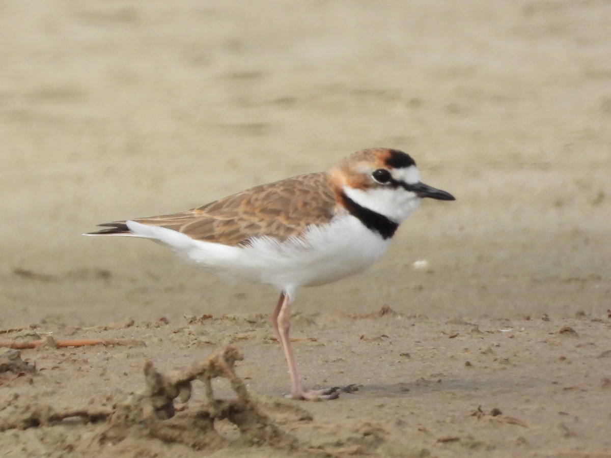 Collared Plover - ML620551249