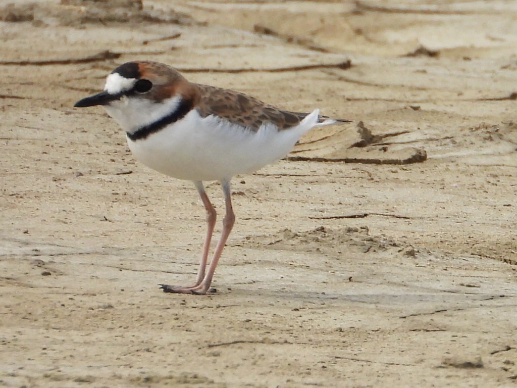 Collared Plover - ML620551250