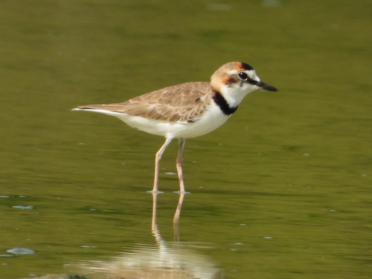 Collared Plover - ML620551251