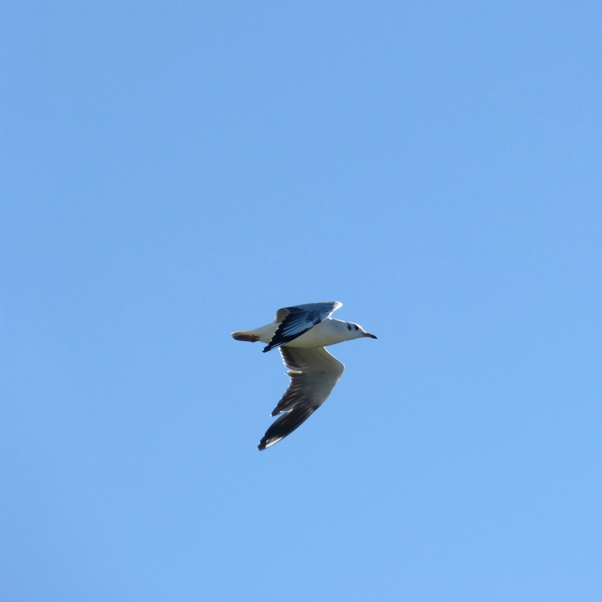 Brown-hooded Gull - ML620551258