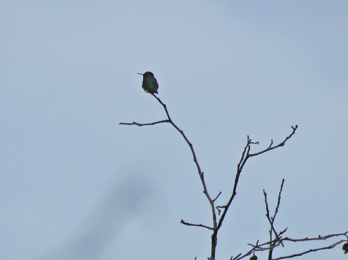 Ruby-throated Hummingbird - ML620551265