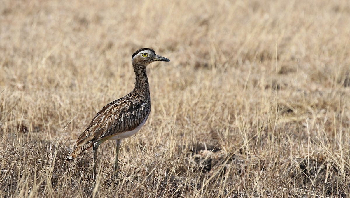 Double-striped Thick-knee - ML620551270