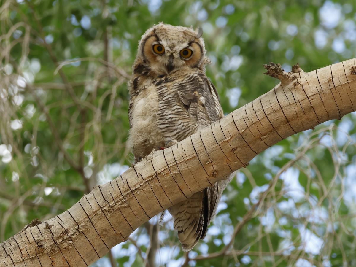 Great Horned Owl - ML620551272