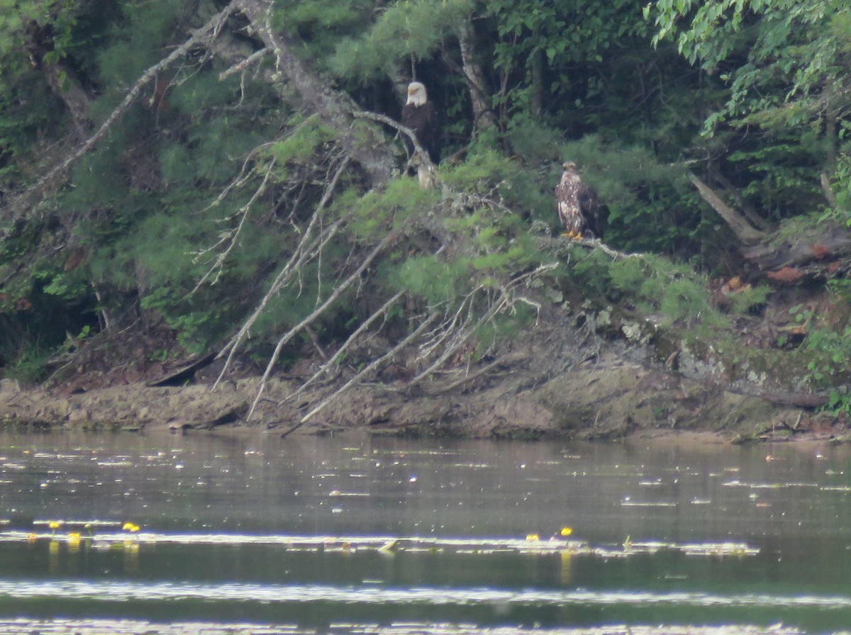 Bald Eagle - ML620551277