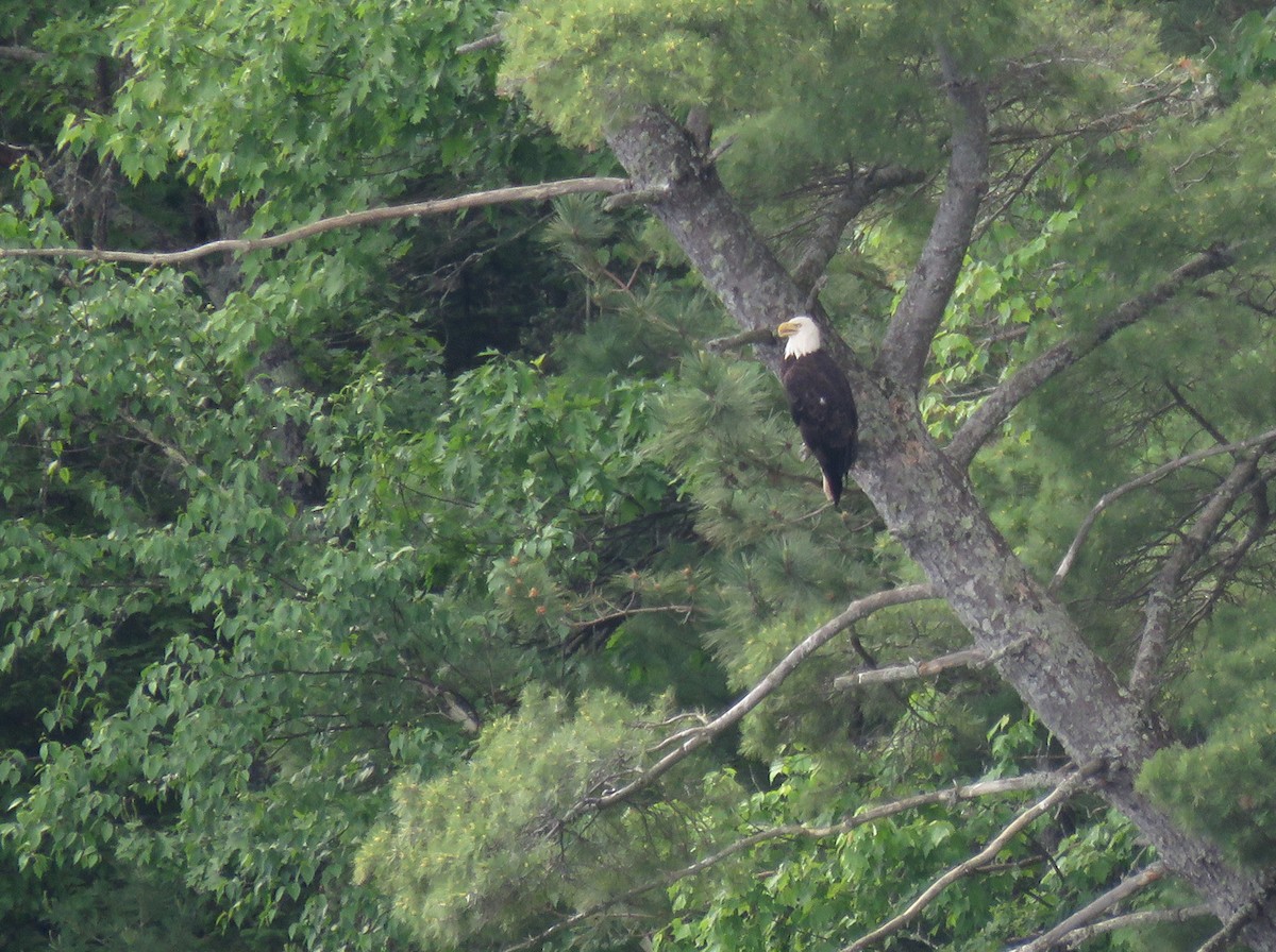 Bald Eagle - ML620551278