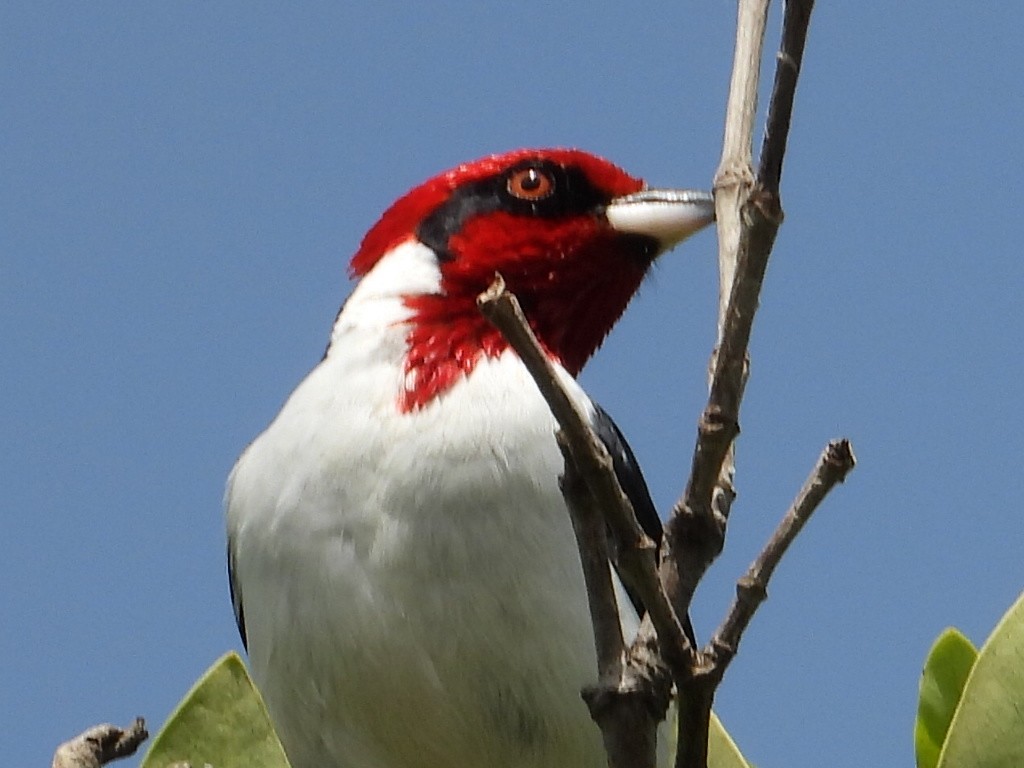 Masked Cardinal - ML620551280