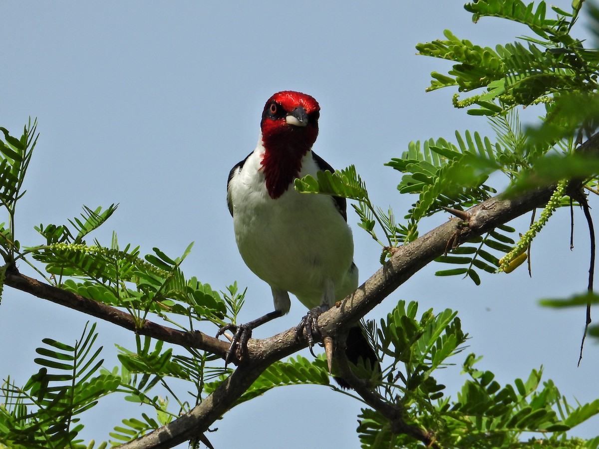 Masked Cardinal - ML620551284