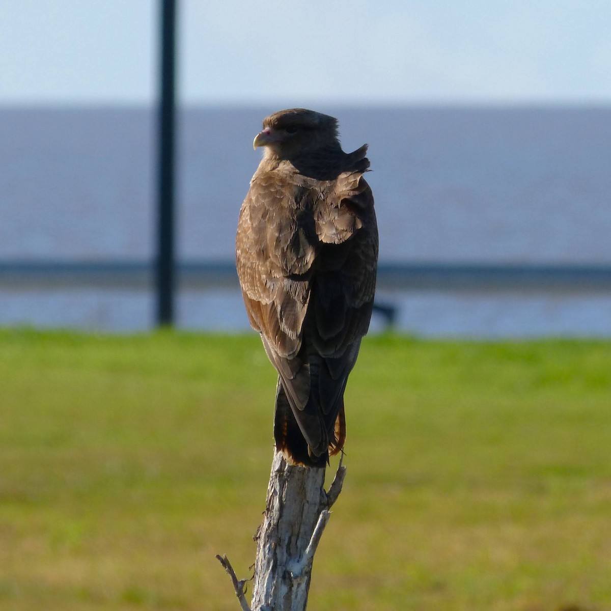 Caracara chimango - ML620551295