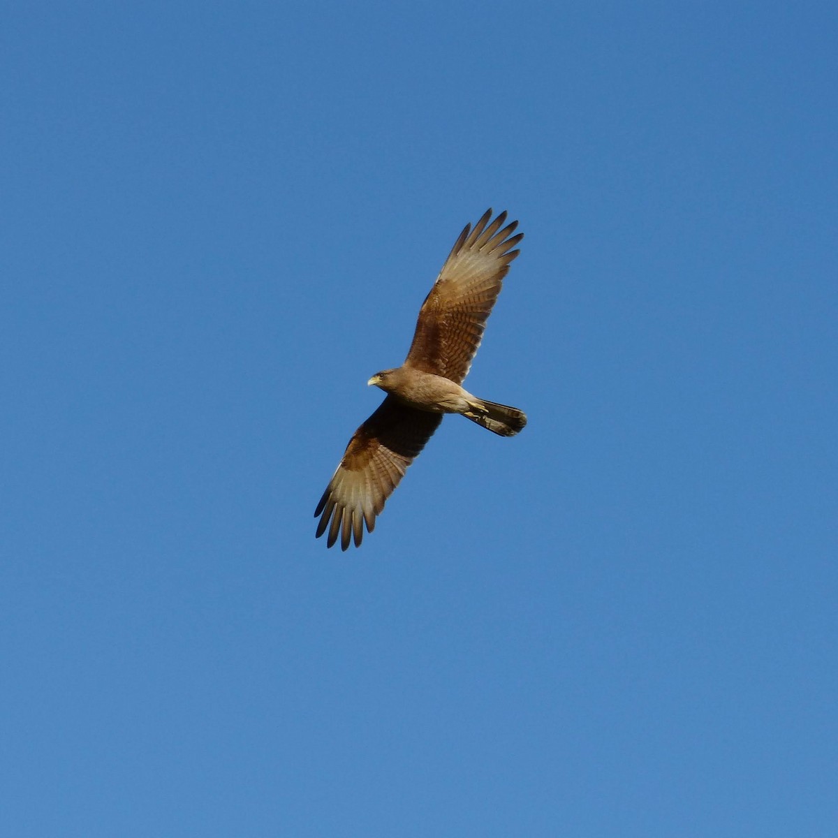 Caracara chimango - ML620551296