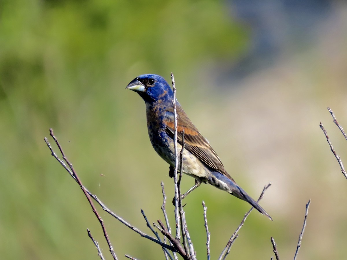 Blue Grosbeak - karen pinckard