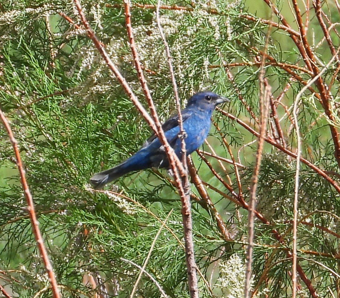 Indigo Bunting - ML620551313