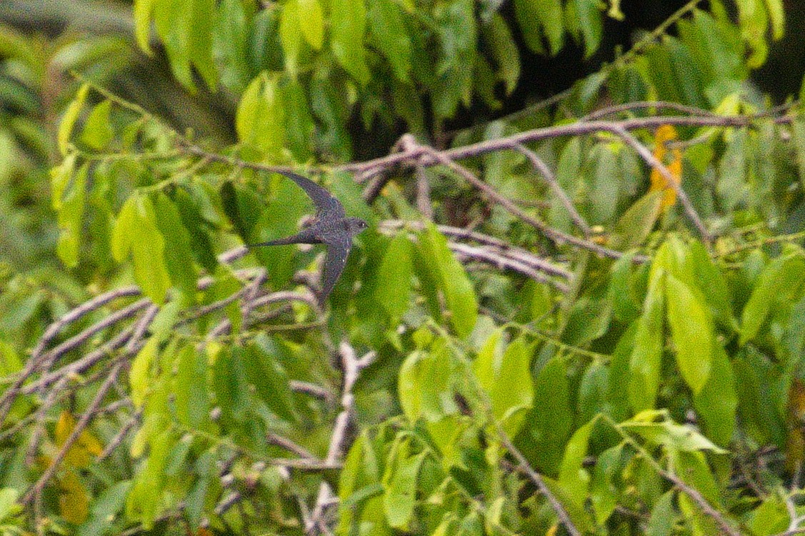 Fork-tailed Palm Swift - Mike Ostrowski