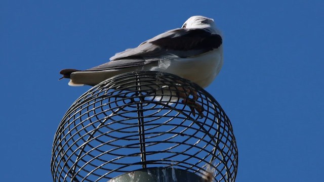 Black-shouldered Kite - ML620551316