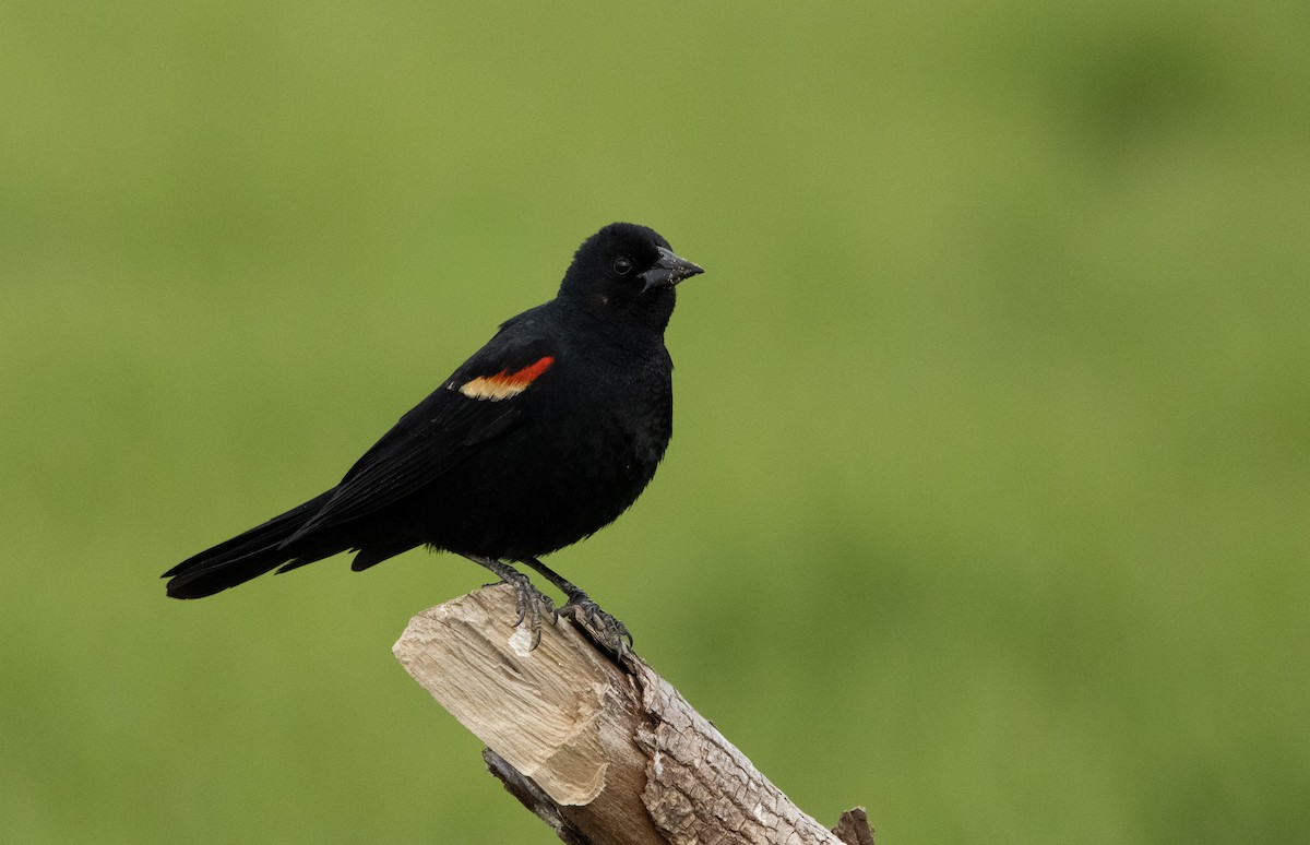 Red-winged Blackbird (Red-winged) - ML620551317