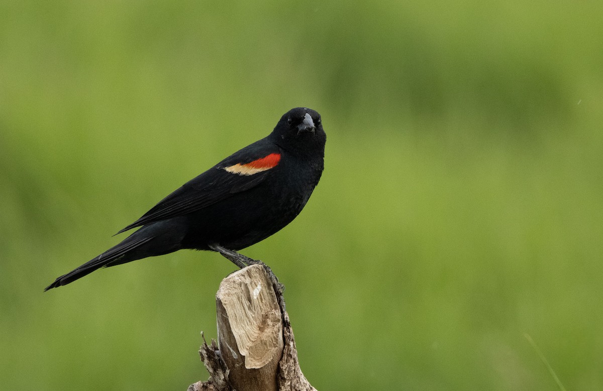 Red-winged Blackbird (Red-winged) - ML620551318