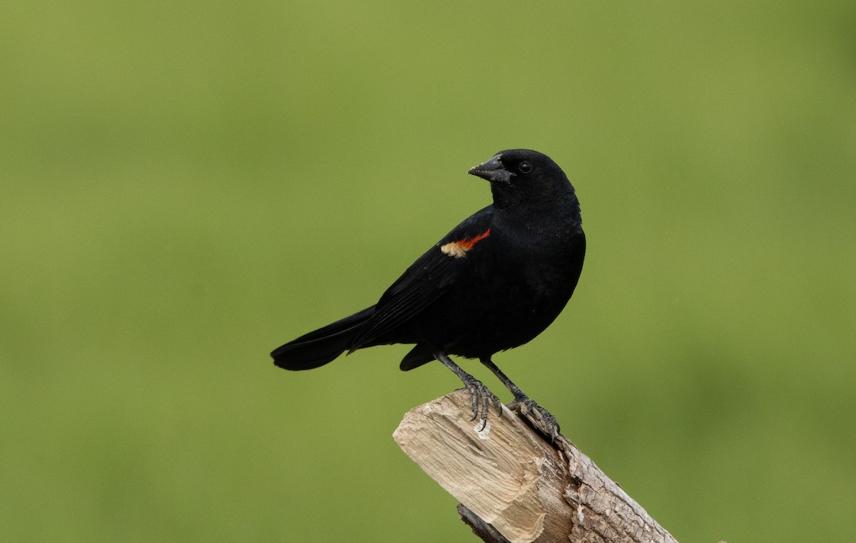 Red-winged Blackbird (Red-winged) - ML620551319