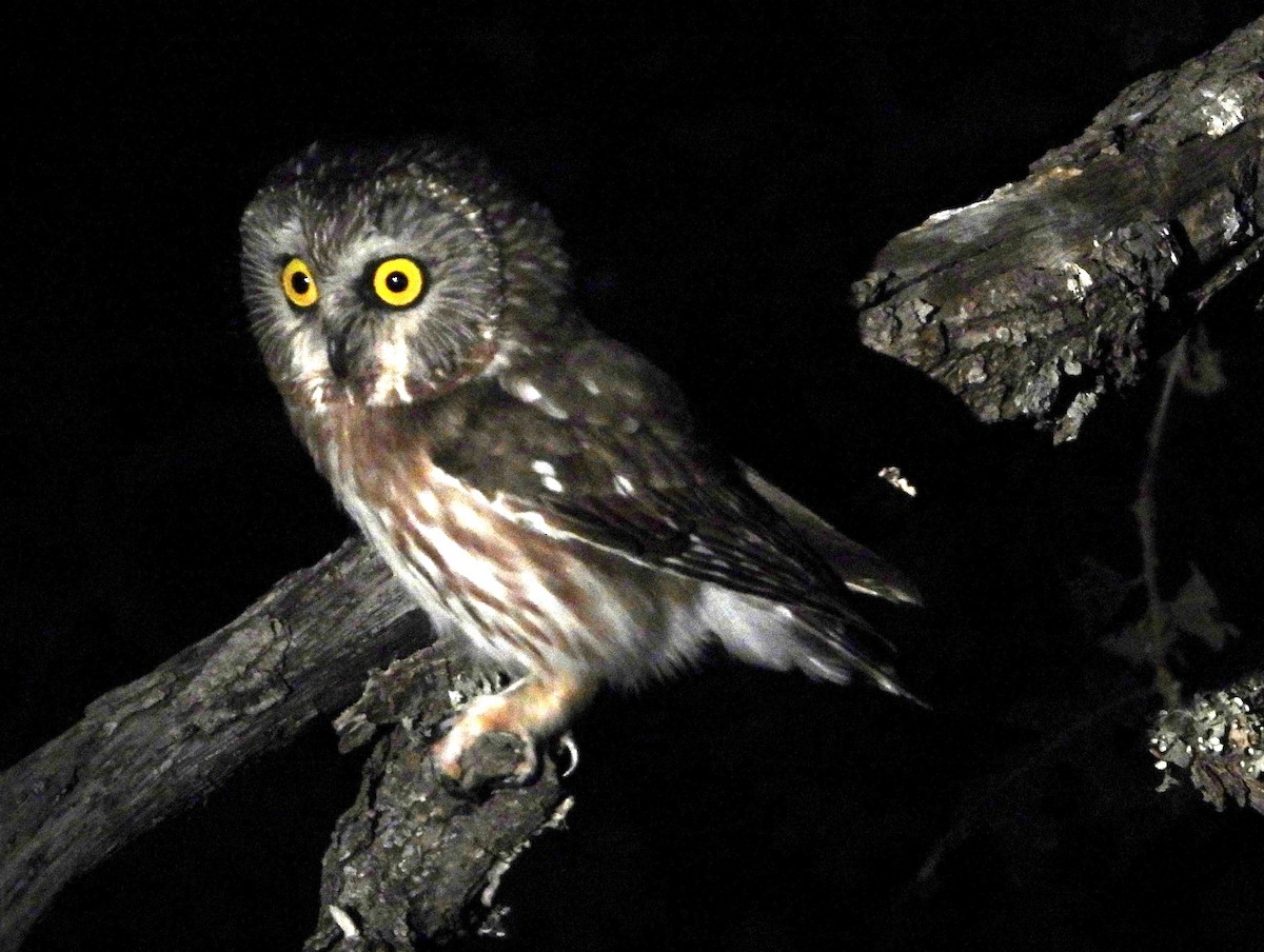 Northern Saw-whet Owl - ML620551325