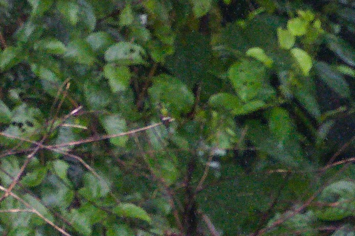 kolibřík nížinný - ML620551326