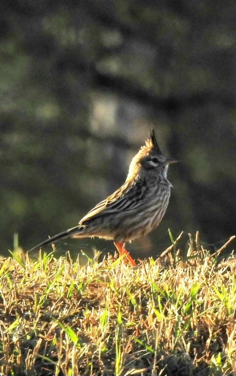 Chacobuschläufer - ML620551337