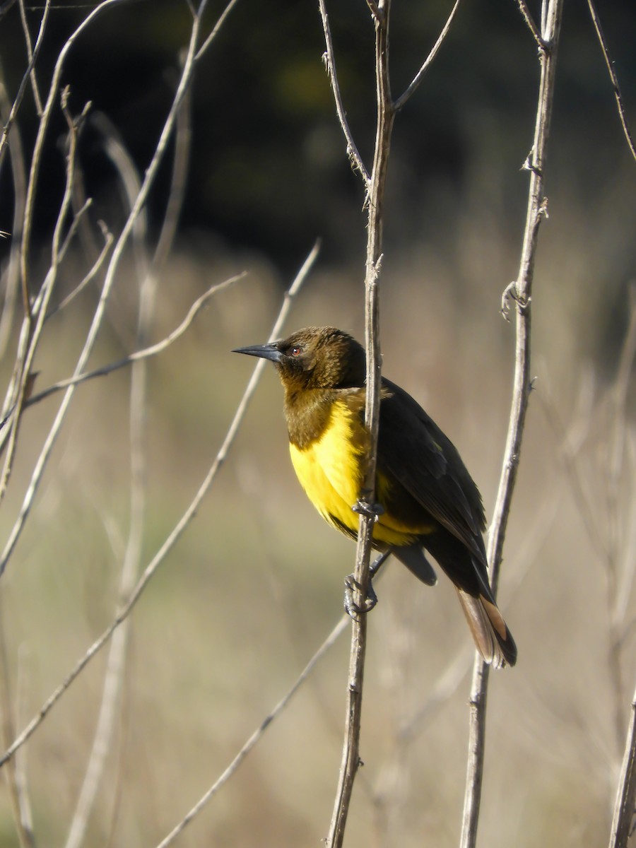 Brown-and-yellow Marshbird - ML620551343