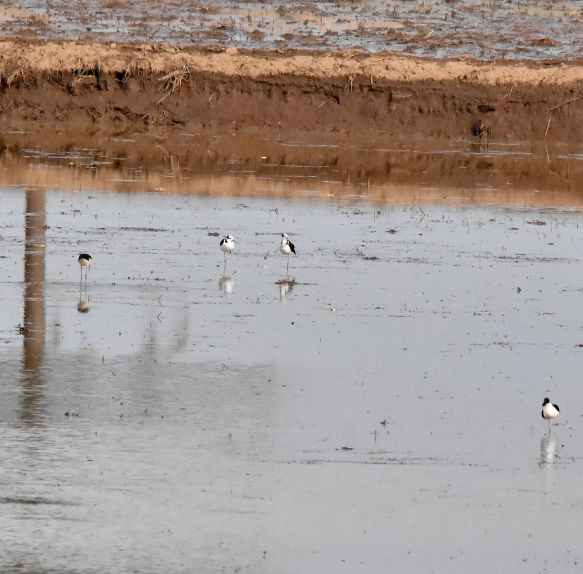 Black-necked Stilt (White-backed) - ML620551360