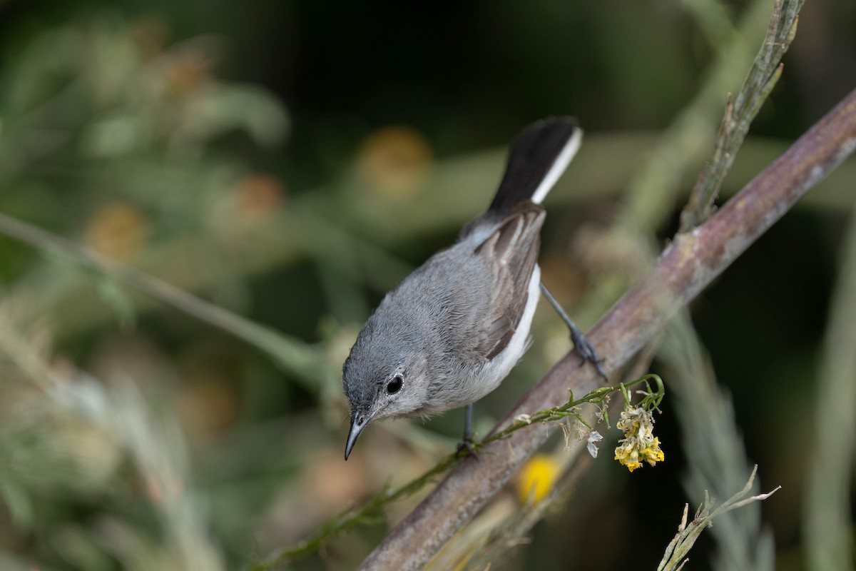 Blue-gray Gnatcatcher - ML620551365