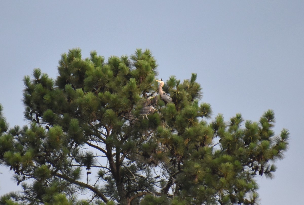 Great Blue Heron - ML620551366