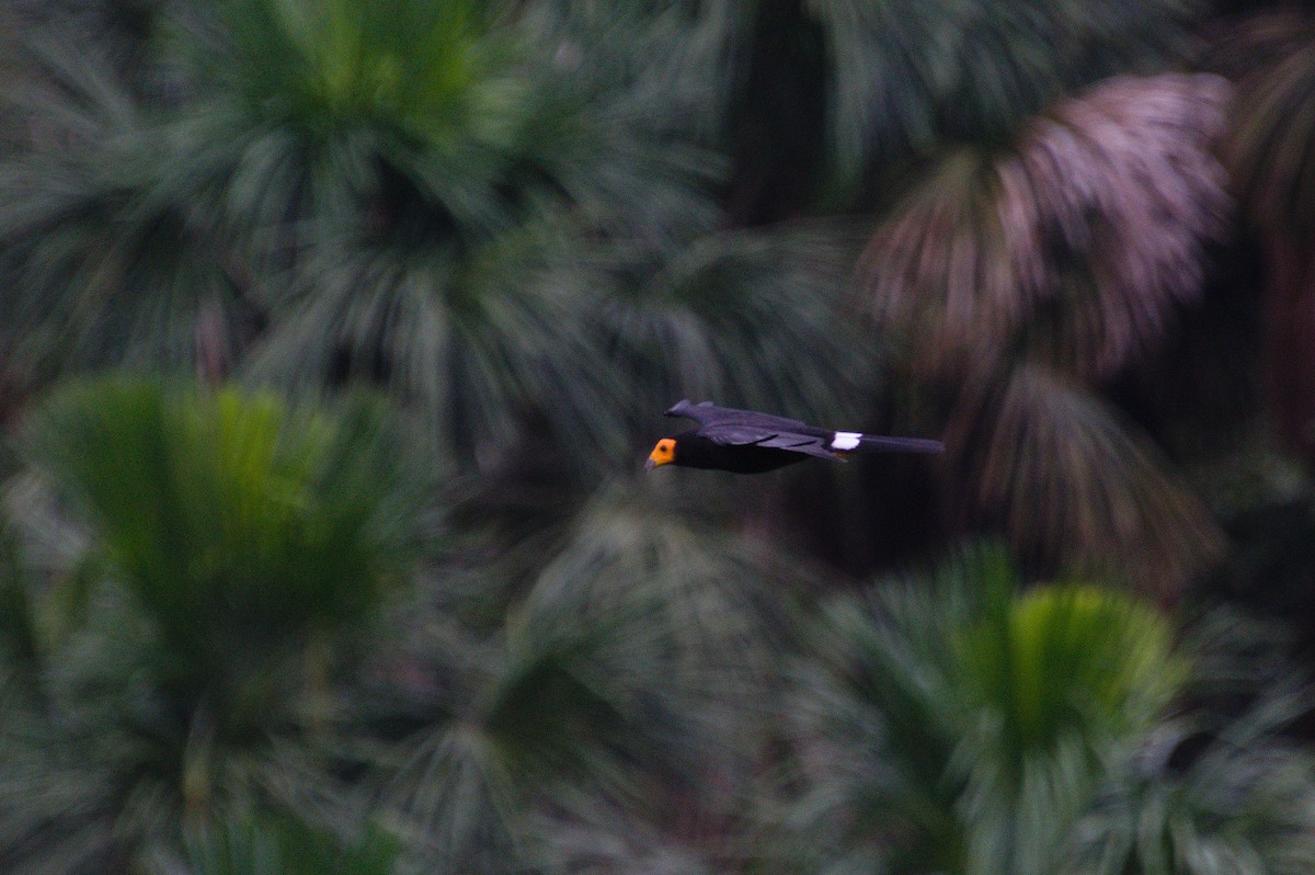 Black Caracara - ML620551367