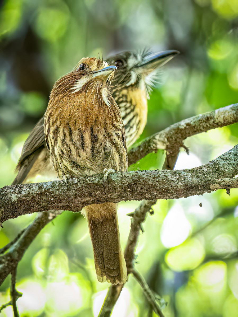 White-whiskered Puffbird - ML620551368