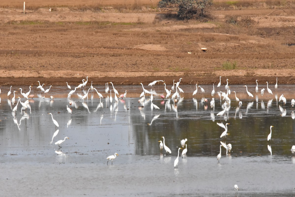 Grande Aigrette (egretta) - ML620551372