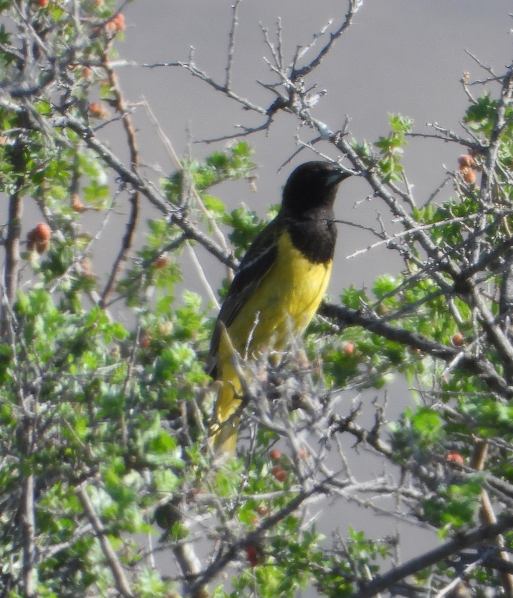 Scott's Oriole - ML620551373