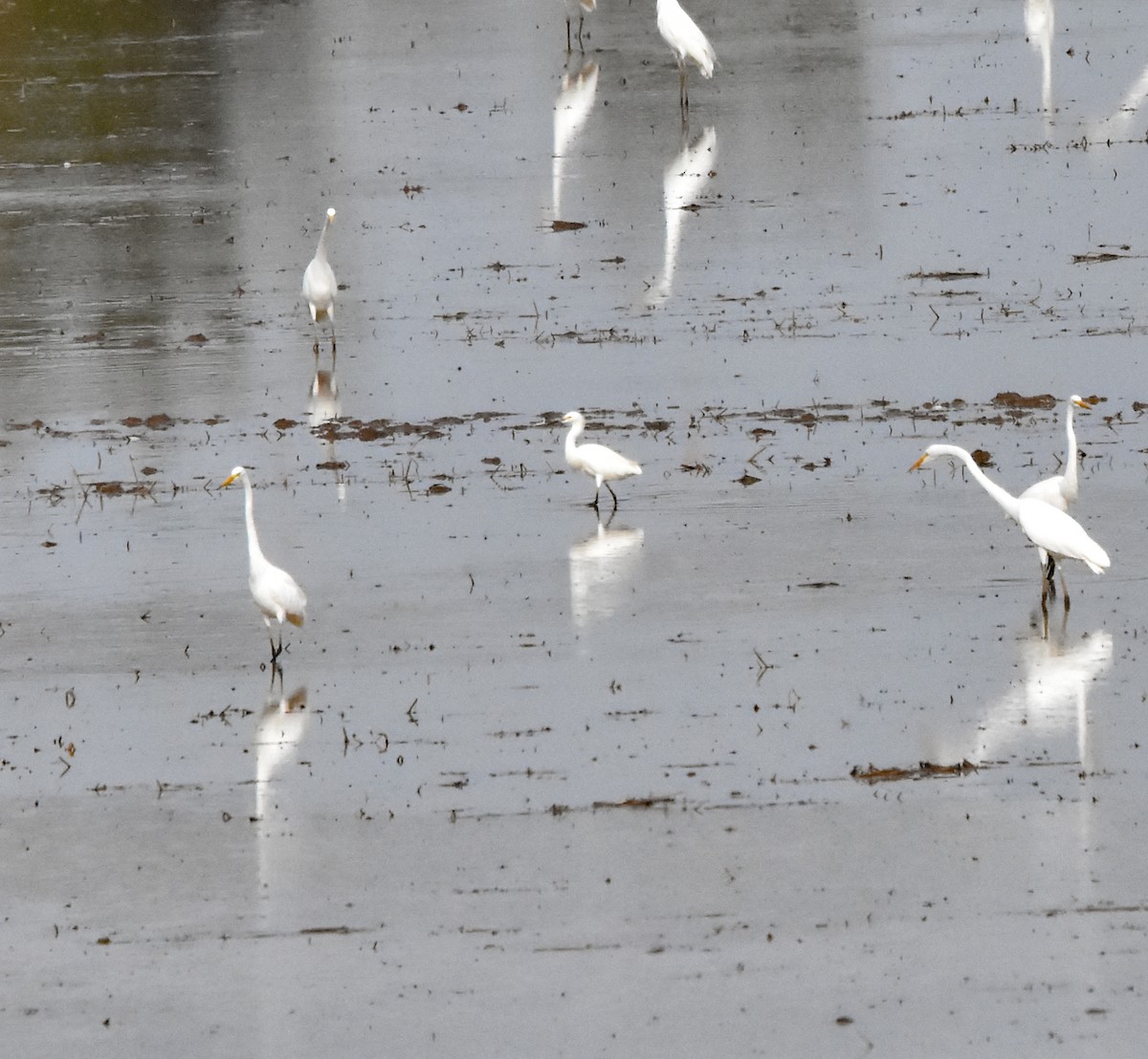 Snowy Egret - ML620551376