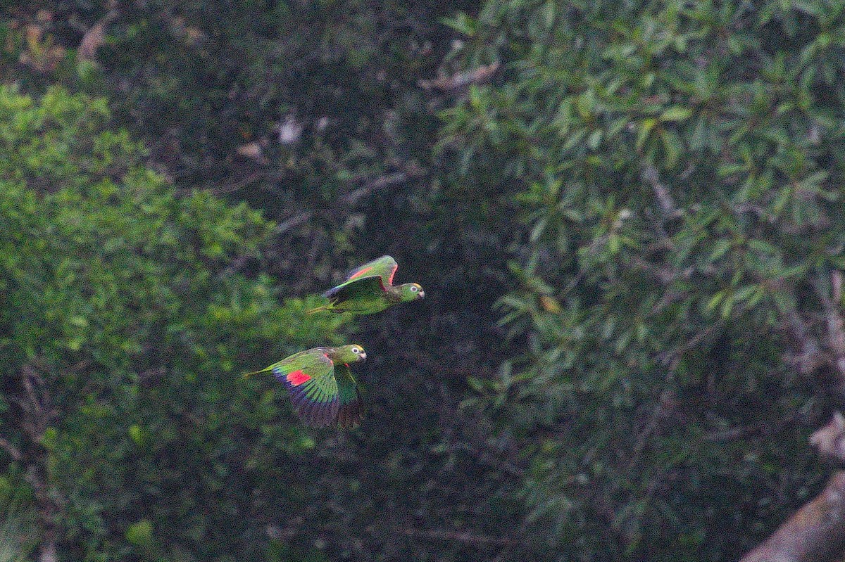 Yellow-crowned Parrot - ML620551381