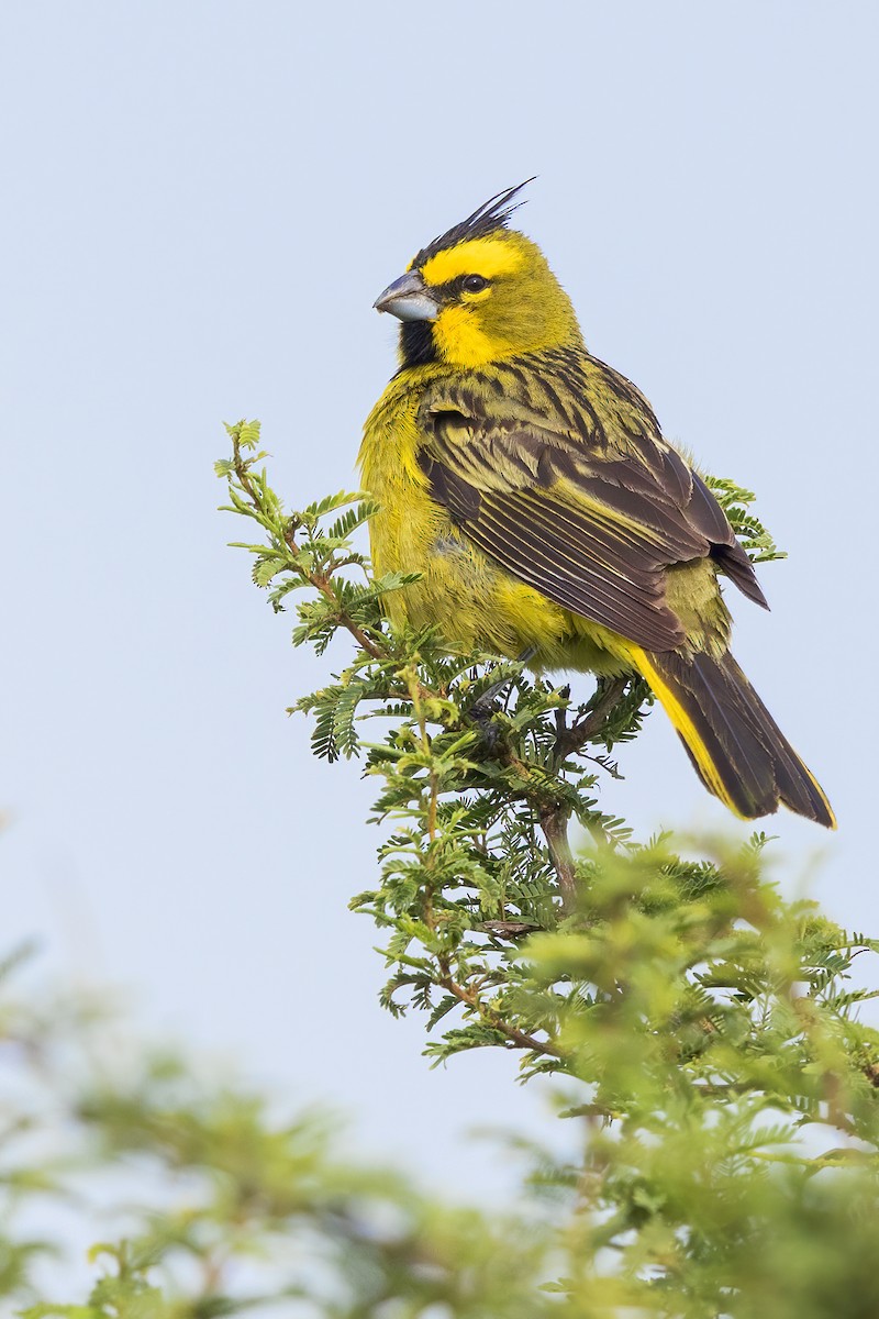 Yellow Cardinal - ML620551385