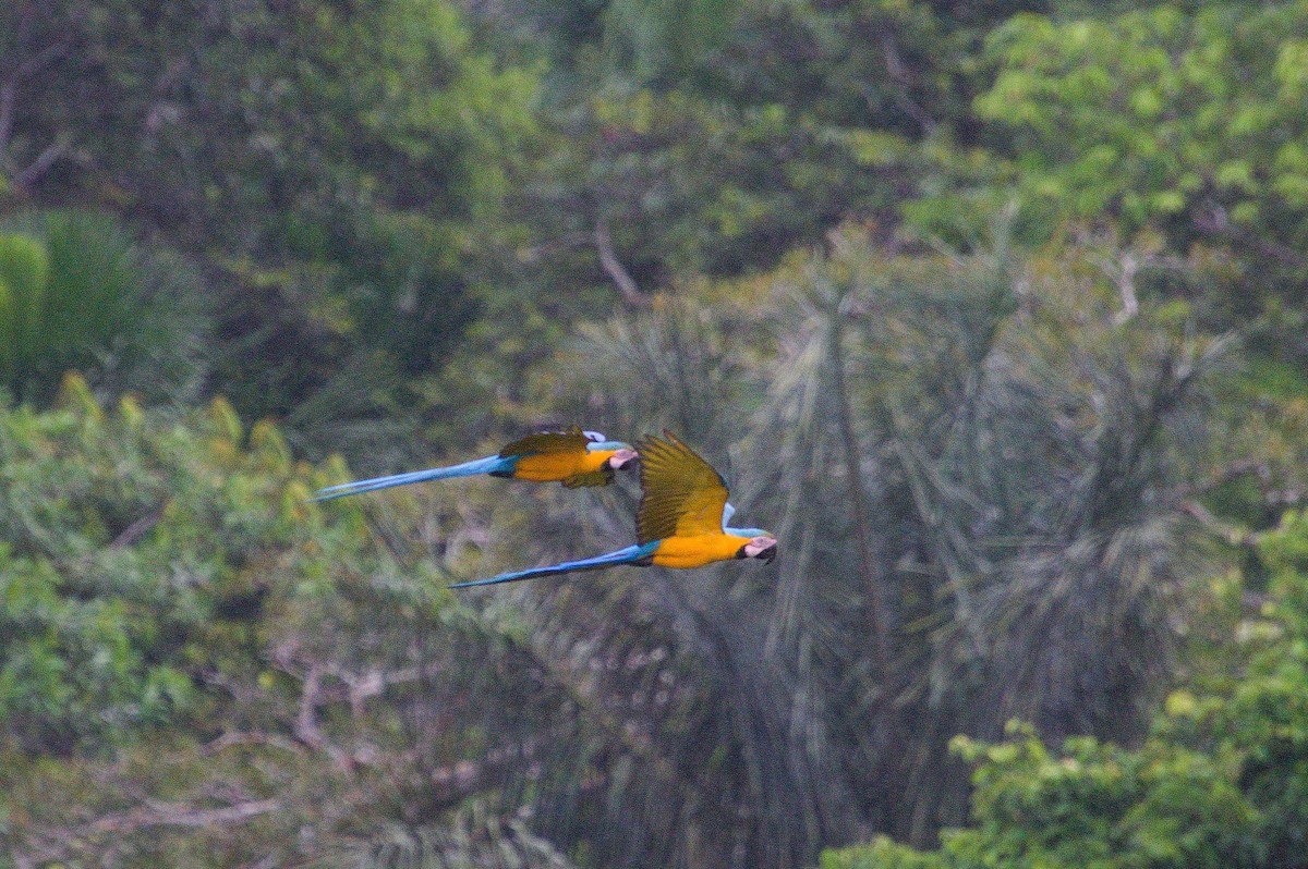 Blue-and-yellow Macaw - ML620551392