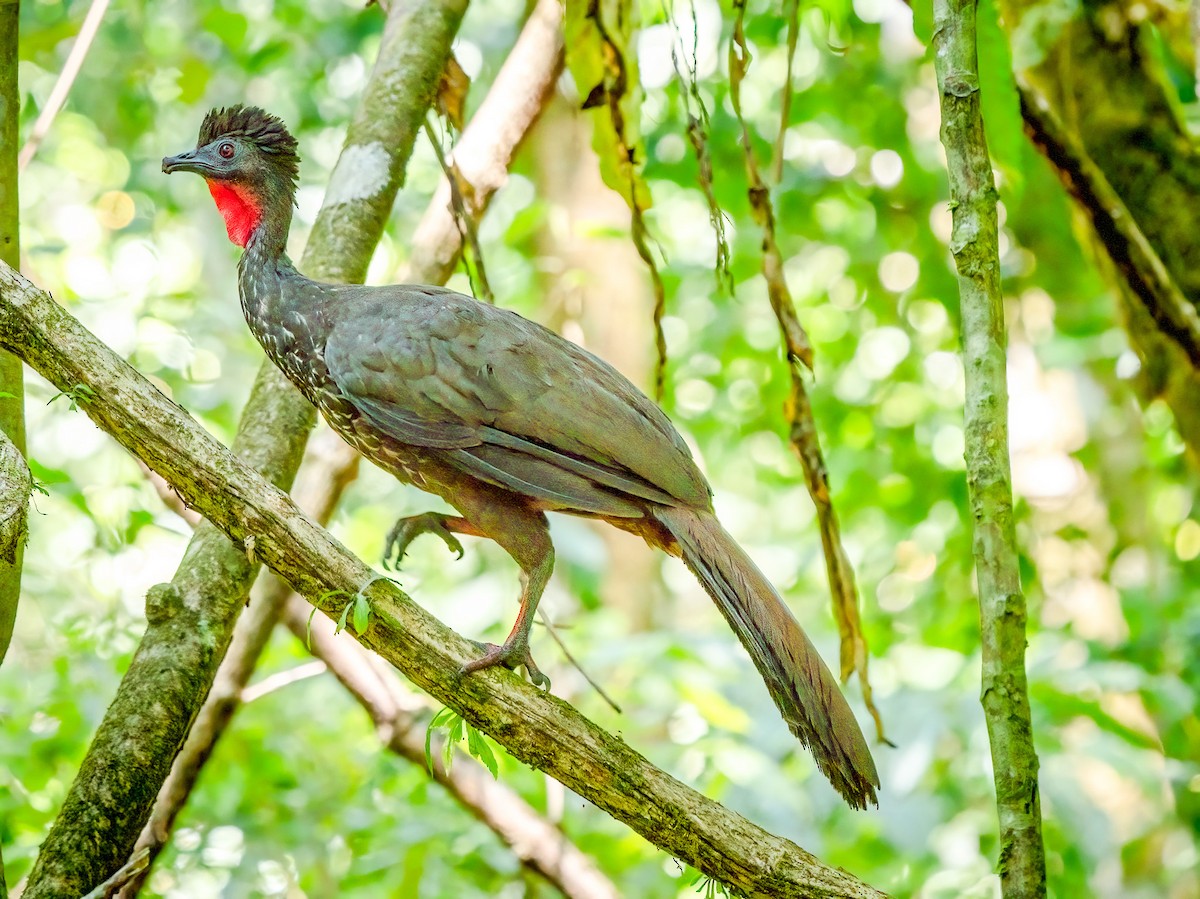 Crested Guan - ML620551405