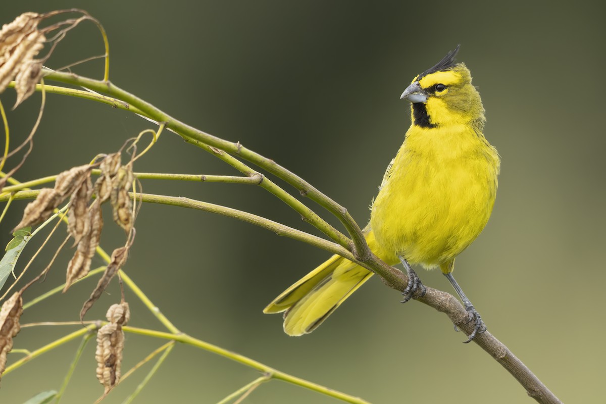 Yellow Cardinal - ML620551420