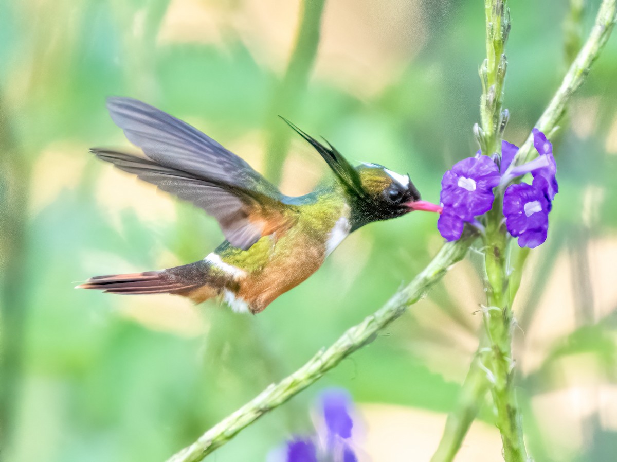 White-crested Coquette - ML620551432