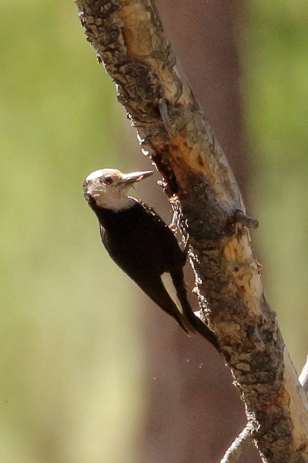 White-headed Woodpecker - ML620551433