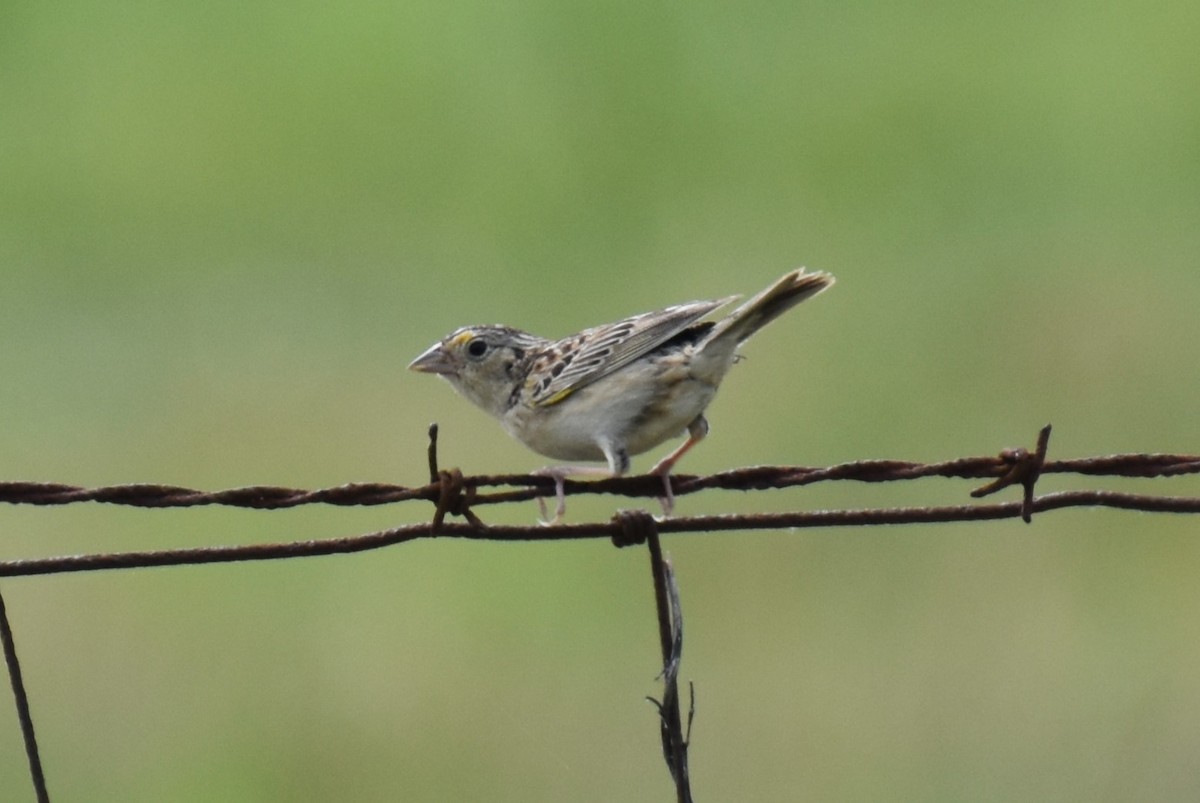 Grasshopper Sparrow - Duncan  Fraser