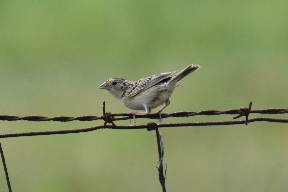 Chingolo Saltamontes - ML620551434