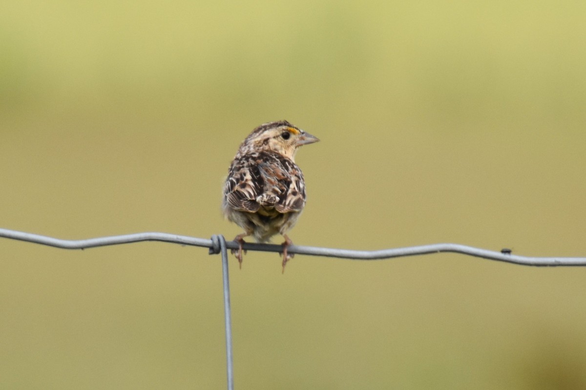 Grasshopper Sparrow - ML620551435