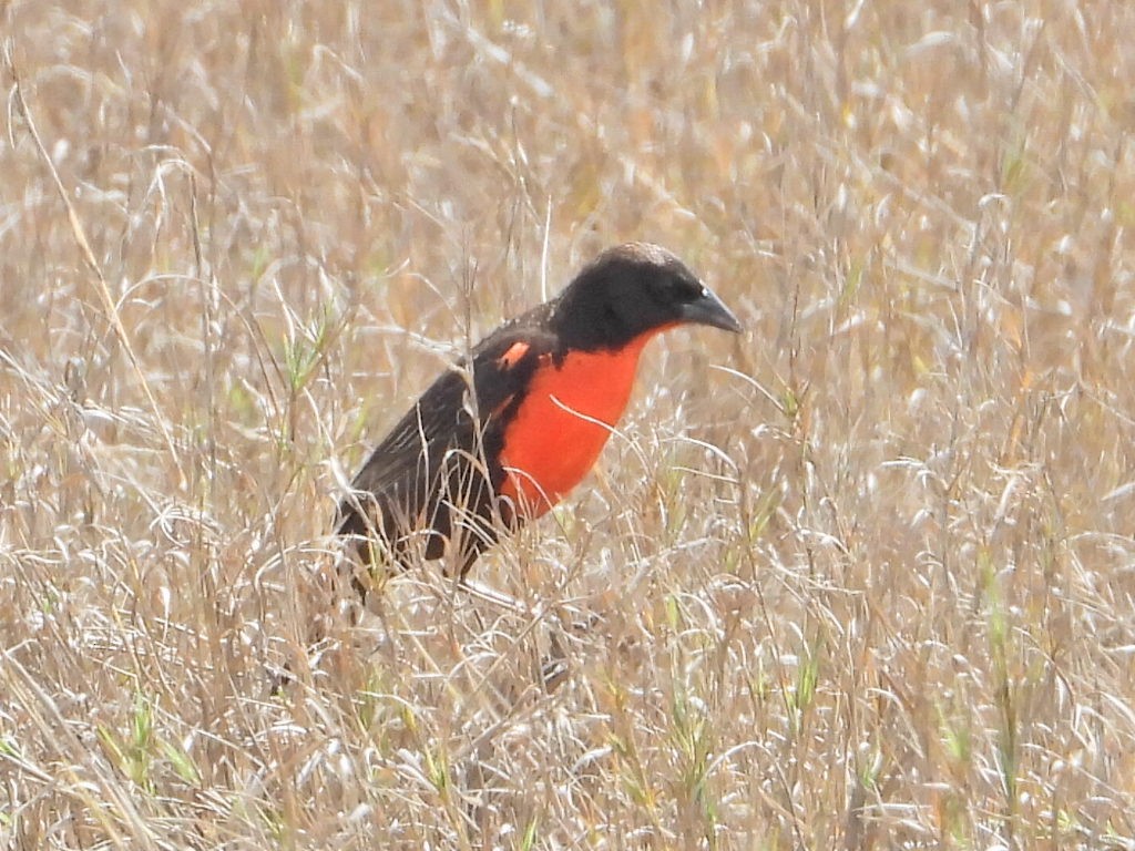 Red-breasted Meadowlark - ML620551436