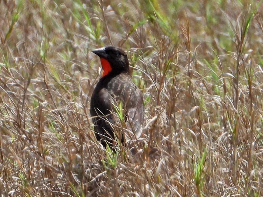 Red-breasted Meadowlark - ML620551437