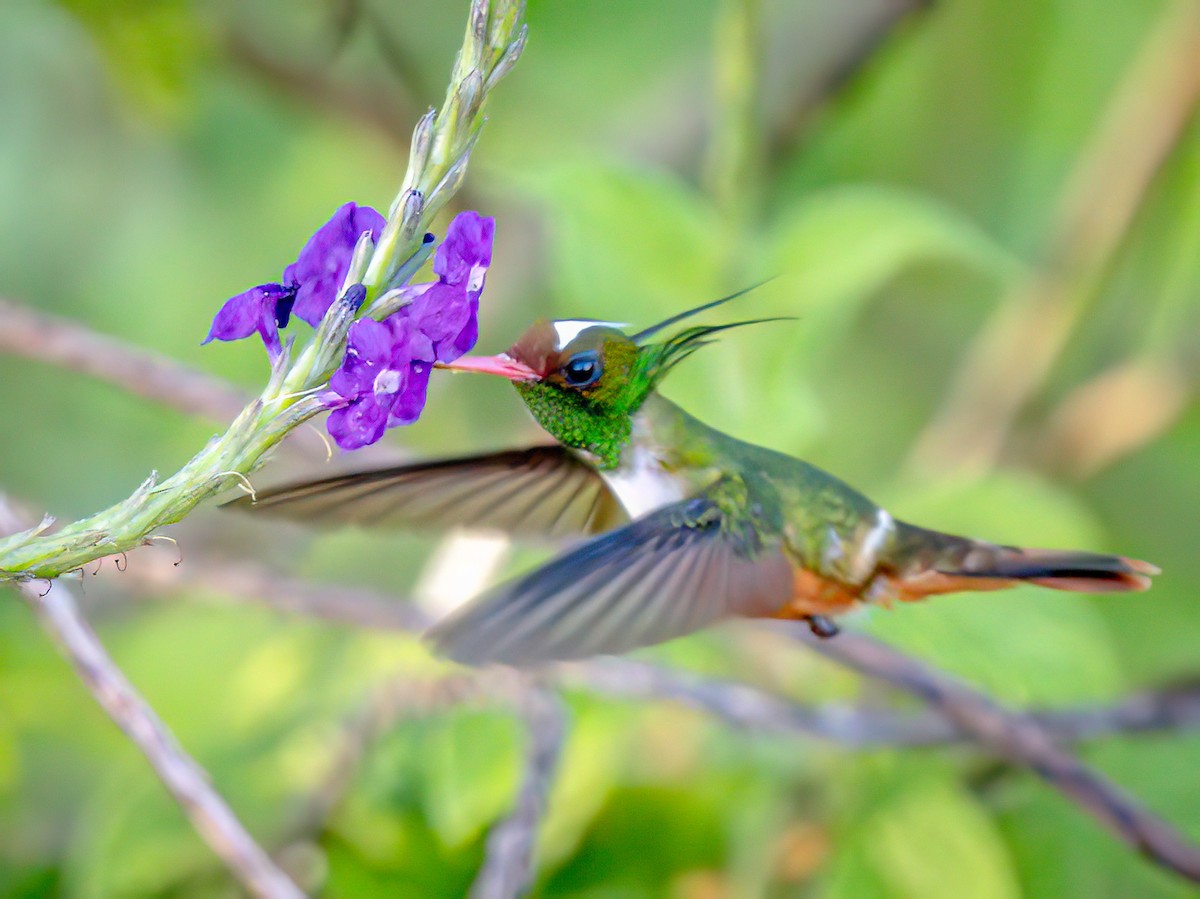 White-crested Coquette - ML620551440