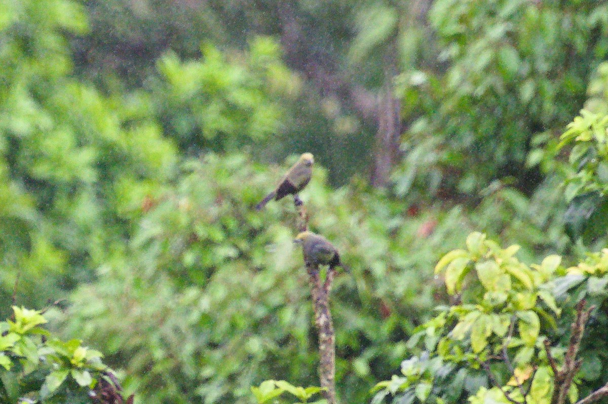 Palm Tanager - Mike Ostrowski